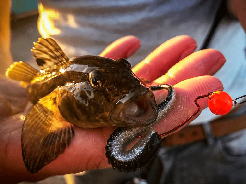 Details about   Spro Freestyle Tungsten Micro Jig Jigs Head Hooks Glow Metal or Natural Fishing 